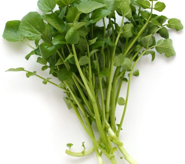 Watercress